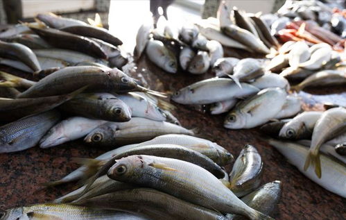 豬價(jià)重挫引發(fā)連鎖反應(yīng) 豬肉、雞蛋、魚價(jià)齊跌，農(nóng)產(chǎn)品市場迎來調(diào)整期